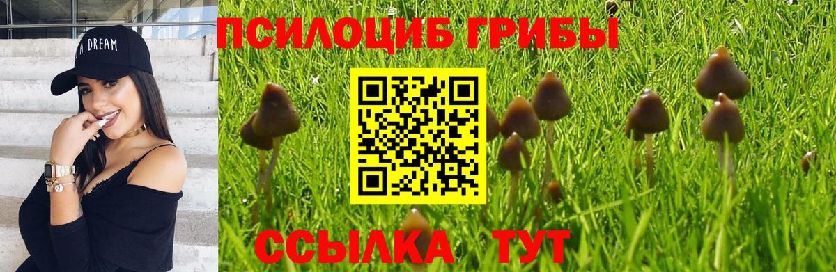 Галлюциногенные грибы Cubensis Гай